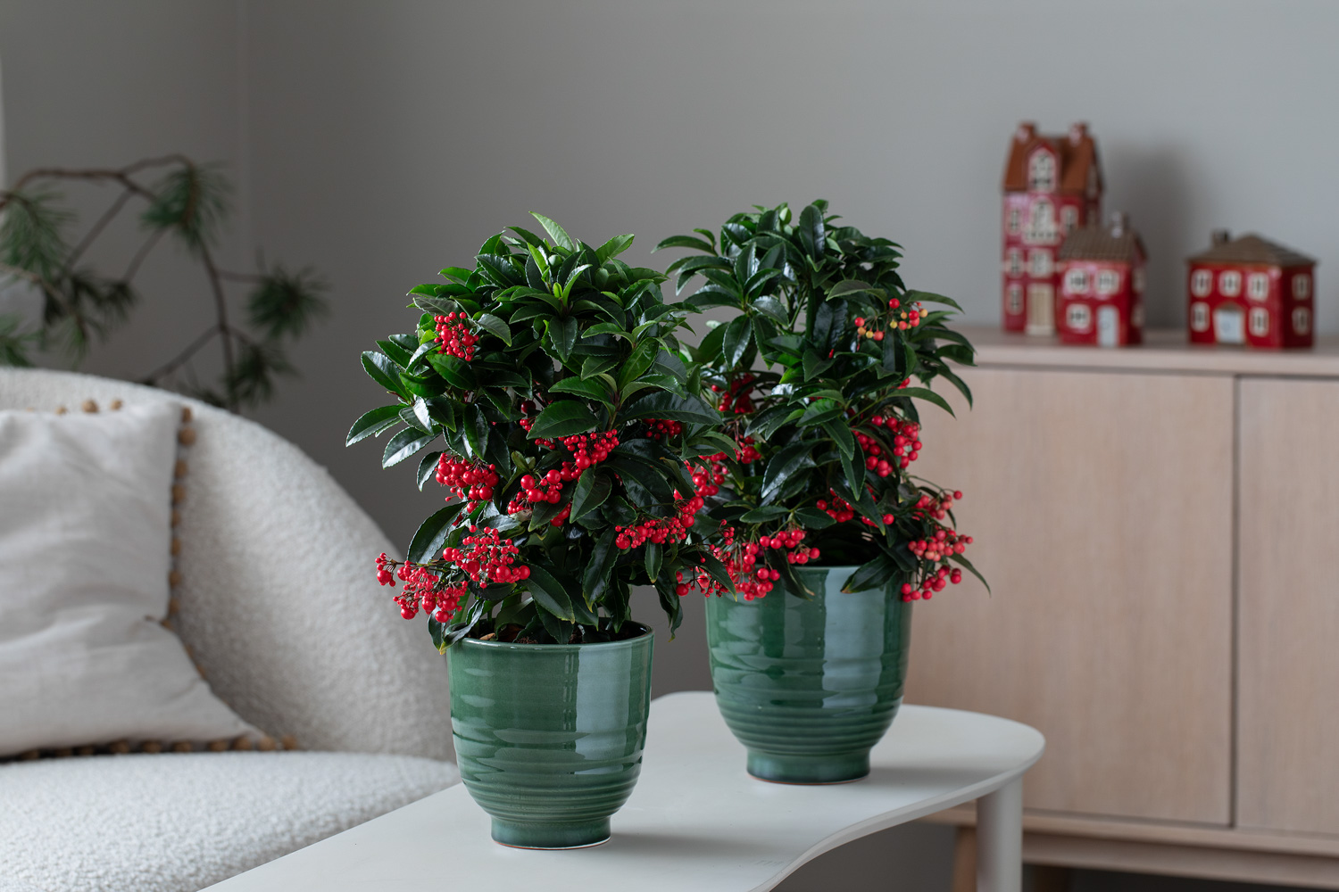 Ardisia